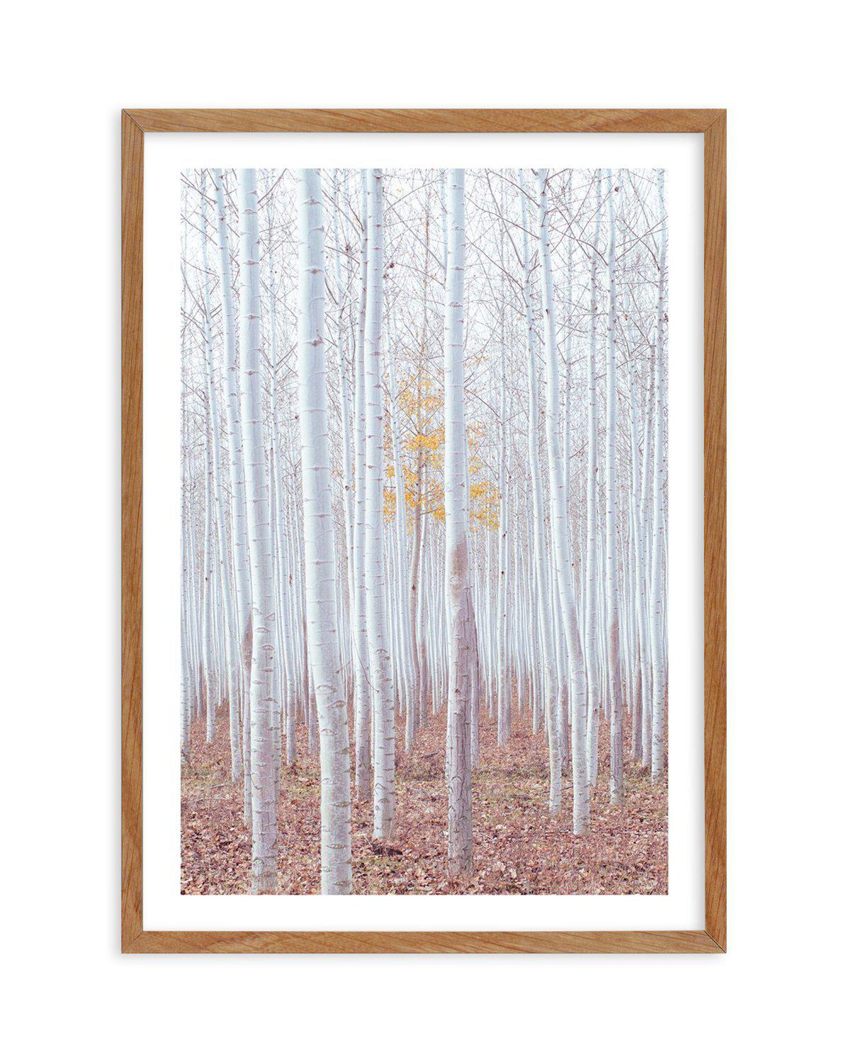 Birch Trees Art Print-PRINT-Olive et Oriel-Olive et Oriel-Buy-Australian-Art-Prints-Online-with-Olive-et-Oriel-Your-Artwork-Specialists-Austrailia-Decorate-With-Coastal-Photo-Wall-Art-Prints-From-Our-Beach-House-Artwork-Collection-Fine-Poster-and-Framed-Artwork