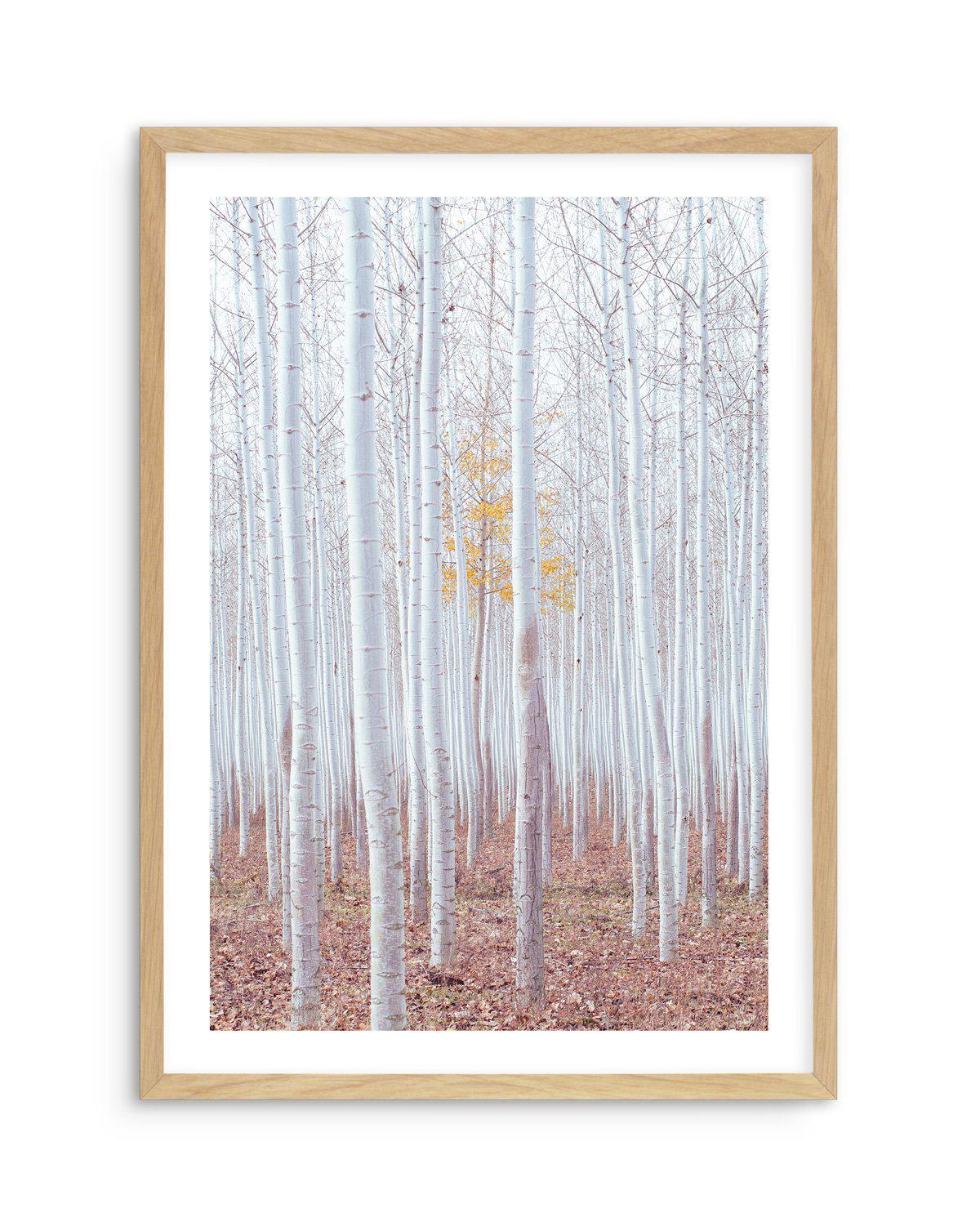 Birch Trees Art Print-PRINT-Olive et Oriel-Olive et Oriel-A5 | 5.8" x 8.3" | 14.8 x 21cm-Oak-With White Border-Buy-Australian-Art-Prints-Online-with-Olive-et-Oriel-Your-Artwork-Specialists-Austrailia-Decorate-With-Coastal-Photo-Wall-Art-Prints-From-Our-Beach-House-Artwork-Collection-Fine-Poster-and-Framed-Artwork