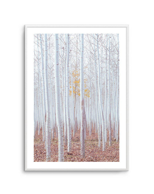 Birch Trees Art Print-PRINT-Olive et Oriel-Olive et Oriel-A5 | 5.8" x 8.3" | 14.8 x 21cm-Unframed Art Print-With White Border-Buy-Australian-Art-Prints-Online-with-Olive-et-Oriel-Your-Artwork-Specialists-Austrailia-Decorate-With-Coastal-Photo-Wall-Art-Prints-From-Our-Beach-House-Artwork-Collection-Fine-Poster-and-Framed-Artwork