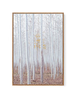 Birch Trees | Framed Canvas-CANVAS-You can shop wall art online with Olive et Oriel for everything from abstract art to fun kids wall art. Our beautiful modern art prints and canvas art are available from large canvas prints to wall art paintings and our proudly Australian artwork collection offers only the highest quality framed large wall art and canvas art Australia - You can buy fashion photography prints or Hampton print posters and paintings on canvas from Olive et Oriel and have them deli