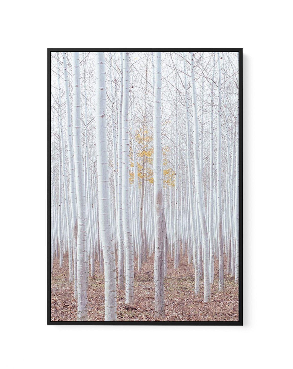 Birch Trees | Framed Canvas-CANVAS-You can shop wall art online with Olive et Oriel for everything from abstract art to fun kids wall art. Our beautiful modern art prints and canvas art are available from large canvas prints to wall art paintings and our proudly Australian artwork collection offers only the highest quality framed large wall art and canvas art Australia - You can buy fashion photography prints or Hampton print posters and paintings on canvas from Olive et Oriel and have them deli