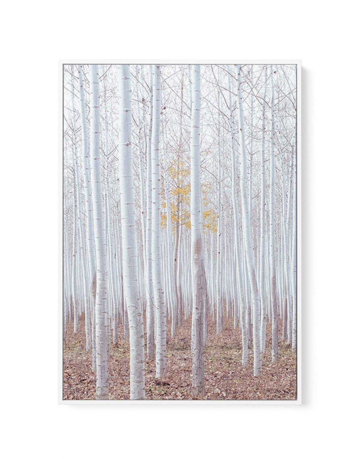 Birch Trees | Framed Canvas-CANVAS-You can shop wall art online with Olive et Oriel for everything from abstract art to fun kids wall art. Our beautiful modern art prints and canvas art are available from large canvas prints to wall art paintings and our proudly Australian artwork collection offers only the highest quality framed large wall art and canvas art Australia - You can buy fashion photography prints or Hampton print posters and paintings on canvas from Olive et Oriel and have them deli