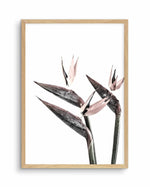Bird of Paradise Art Print-PRINT-Olive et Oriel-Olive et Oriel-A5 | 5.8" x 8.3" | 14.8 x 21cm-Oak-With White Border-Buy-Australian-Art-Prints-Online-with-Olive-et-Oriel-Your-Artwork-Specialists-Austrailia-Decorate-With-Coastal-Photo-Wall-Art-Prints-From-Our-Beach-House-Artwork-Collection-Fine-Poster-and-Framed-Artwork