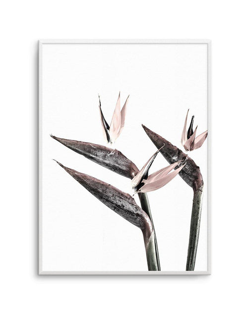 Bird of Paradise Art Print-PRINT-Olive et Oriel-Olive et Oriel-A5 | 5.8" x 8.3" | 14.8 x 21cm-Unframed Art Print-With White Border-Buy-Australian-Art-Prints-Online-with-Olive-et-Oriel-Your-Artwork-Specialists-Austrailia-Decorate-With-Coastal-Photo-Wall-Art-Prints-From-Our-Beach-House-Artwork-Collection-Fine-Poster-and-Framed-Artwork