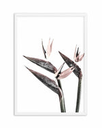 Bird of Paradise Art Print-PRINT-Olive et Oriel-Olive et Oriel-A5 | 5.8" x 8.3" | 14.8 x 21cm-White-With White Border-Buy-Australian-Art-Prints-Online-with-Olive-et-Oriel-Your-Artwork-Specialists-Austrailia-Decorate-With-Coastal-Photo-Wall-Art-Prints-From-Our-Beach-House-Artwork-Collection-Fine-Poster-and-Framed-Artwork