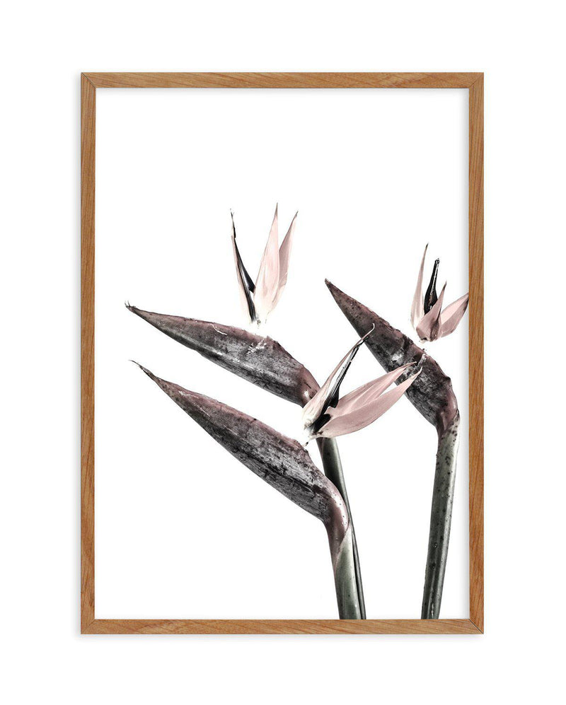 Bird of Paradise Art Print-PRINT-Olive et Oriel-Olive et Oriel-50x70 cm | 19.6" x 27.5"-Walnut-With White Border-Buy-Australian-Art-Prints-Online-with-Olive-et-Oriel-Your-Artwork-Specialists-Austrailia-Decorate-With-Coastal-Photo-Wall-Art-Prints-From-Our-Beach-House-Artwork-Collection-Fine-Poster-and-Framed-Artwork