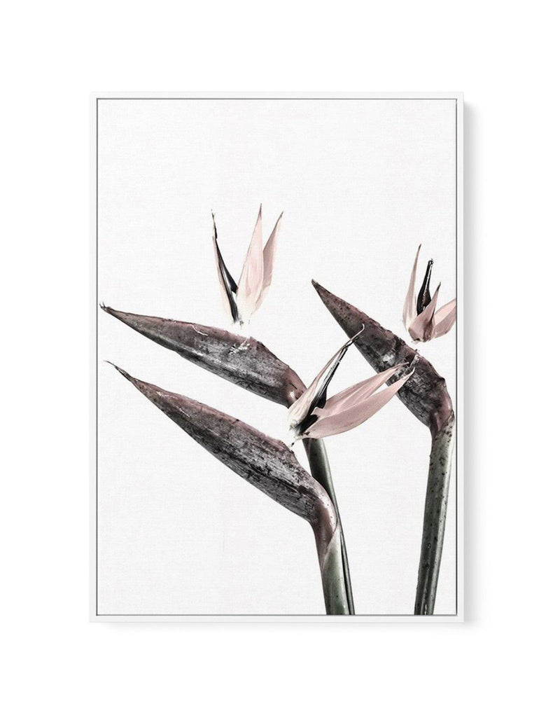 Bird of Paradise | Framed Canvas-CANVAS-You can shop wall art online with Olive et Oriel for everything from abstract art to fun kids wall art. Our beautiful modern art prints and canvas art are available from large canvas prints to wall art paintings and our proudly Australian artwork collection offers only the highest quality framed large wall art and canvas art Australia - You can buy fashion photography prints or Hampton print posters and paintings on canvas from Olive et Oriel and have them