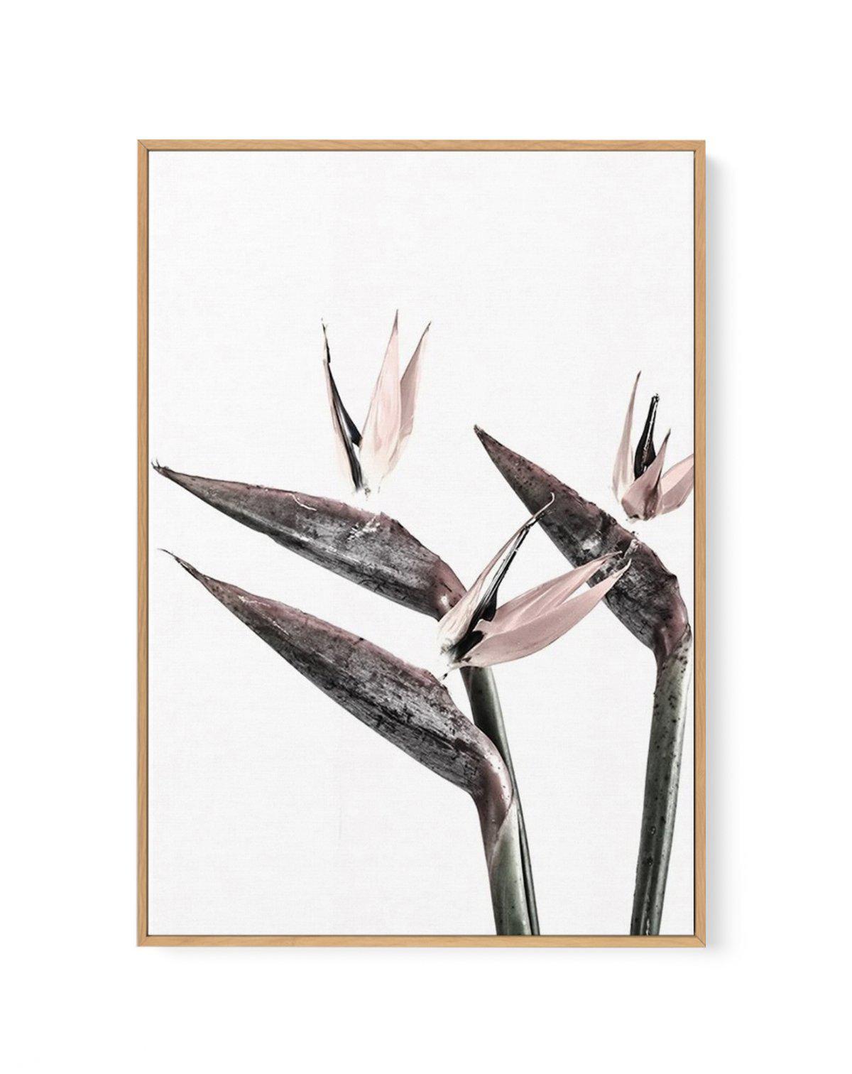 Bird of Paradise | Framed Canvas-CANVAS-You can shop wall art online with Olive et Oriel for everything from abstract art to fun kids wall art. Our beautiful modern art prints and canvas art are available from large canvas prints to wall art paintings and our proudly Australian artwork collection offers only the highest quality framed large wall art and canvas art Australia - You can buy fashion photography prints or Hampton print posters and paintings on canvas from Olive et Oriel and have them