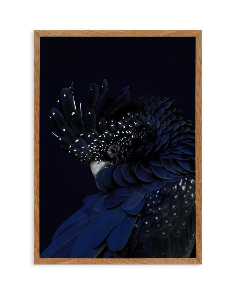 Black Cockatoo Art Print-PRINT-Olive et Oriel-Olive et Oriel-50x70 cm | 19.6" x 27.5"-Walnut-With White Border-Buy-Australian-Art-Prints-Online-with-Olive-et-Oriel-Your-Artwork-Specialists-Austrailia-Decorate-With-Coastal-Photo-Wall-Art-Prints-From-Our-Beach-House-Artwork-Collection-Fine-Poster-and-Framed-Artwork
