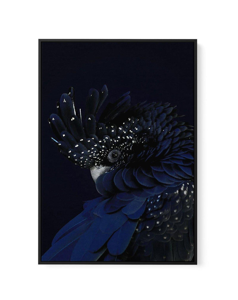 Black Cockatoo | Framed Canvas-CANVAS-You can shop wall art online with Olive et Oriel for everything from abstract art to fun kids wall art. Our beautiful modern art prints and canvas art are available from large canvas prints to wall art paintings and our proudly Australian artwork collection offers only the highest quality framed large wall art and canvas art Australia - You can buy fashion photography prints or Hampton print posters and paintings on canvas from Olive et Oriel and have them d