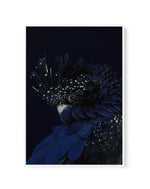 Black Cockatoo | Framed Canvas-CANVAS-You can shop wall art online with Olive et Oriel for everything from abstract art to fun kids wall art. Our beautiful modern art prints and canvas art are available from large canvas prints to wall art paintings and our proudly Australian artwork collection offers only the highest quality framed large wall art and canvas art Australia - You can buy fashion photography prints or Hampton print posters and paintings on canvas from Olive et Oriel and have them d