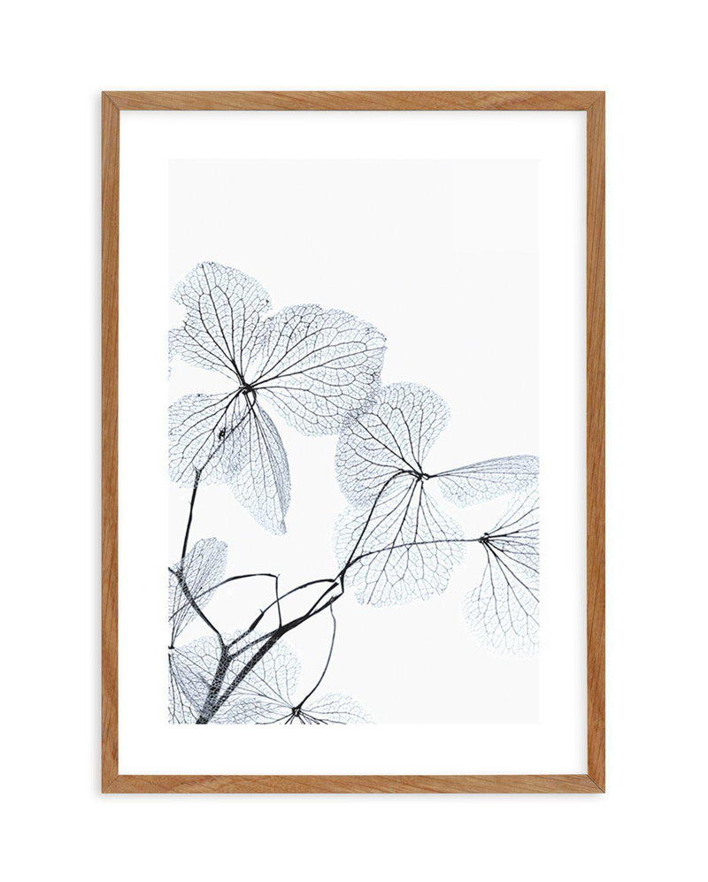 Blue Leaves I Art Print-PRINT-Olive et Oriel-Olive et Oriel-50x70 cm | 19.6" x 27.5"-Walnut-With White Border-Buy-Australian-Art-Prints-Online-with-Olive-et-Oriel-Your-Artwork-Specialists-Austrailia-Decorate-With-Coastal-Photo-Wall-Art-Prints-From-Our-Beach-House-Artwork-Collection-Fine-Poster-and-Framed-Artwork