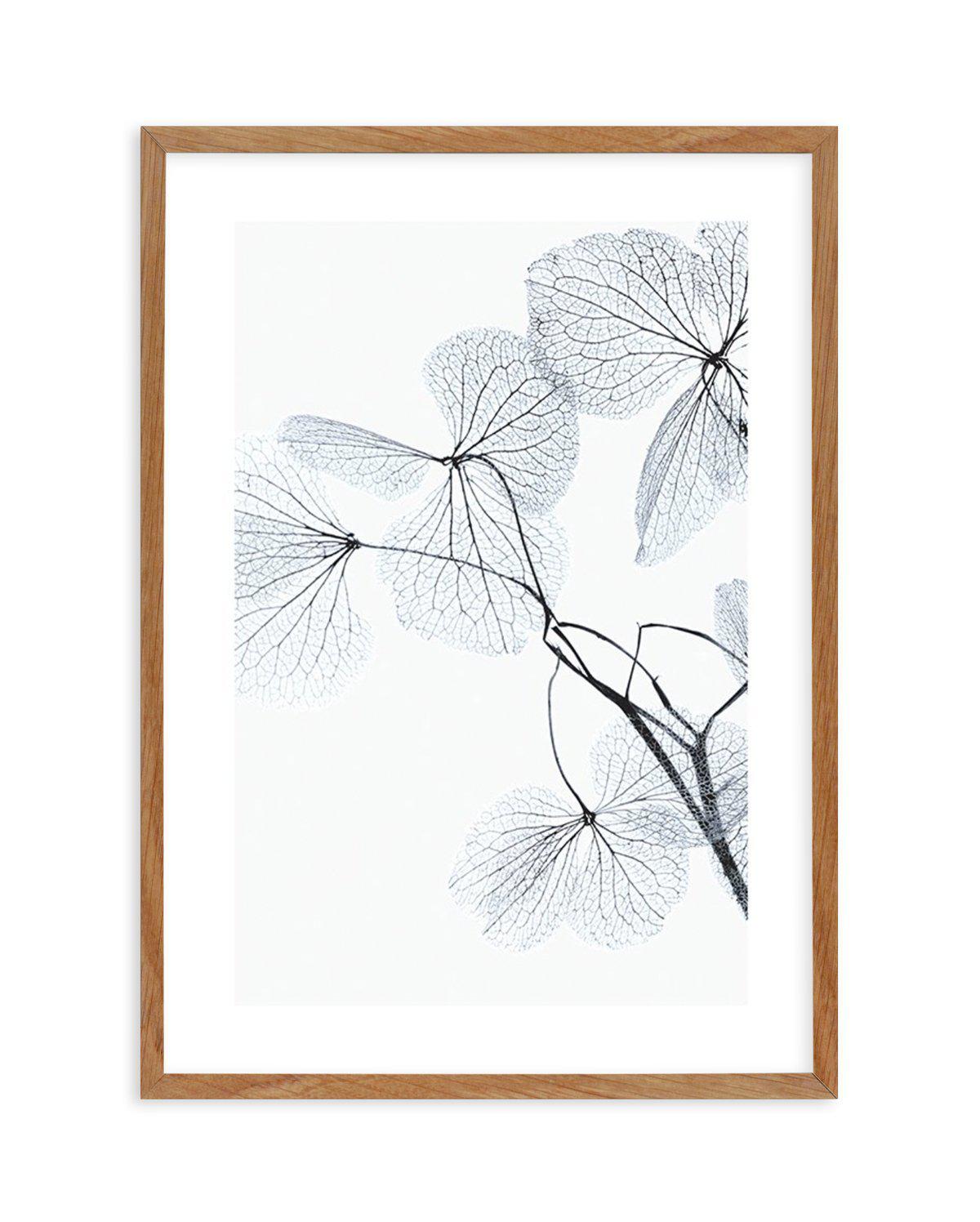 Blue Leaves II Art Print-PRINT-Olive et Oriel-Olive et Oriel-50x70 cm | 19.6" x 27.5"-Walnut-With White Border-Buy-Australian-Art-Prints-Online-with-Olive-et-Oriel-Your-Artwork-Specialists-Austrailia-Decorate-With-Coastal-Photo-Wall-Art-Prints-From-Our-Beach-House-Artwork-Collection-Fine-Poster-and-Framed-Artwork