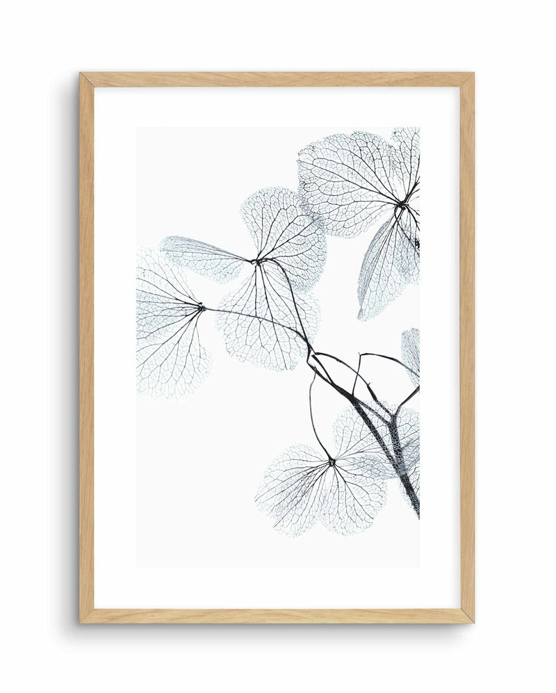 Blue Leaves II Art Print-PRINT-Olive et Oriel-Olive et Oriel-A5 | 5.8" x 8.3" | 14.8 x 21cm-Oak-With White Border-Buy-Australian-Art-Prints-Online-with-Olive-et-Oriel-Your-Artwork-Specialists-Austrailia-Decorate-With-Coastal-Photo-Wall-Art-Prints-From-Our-Beach-House-Artwork-Collection-Fine-Poster-and-Framed-Artwork