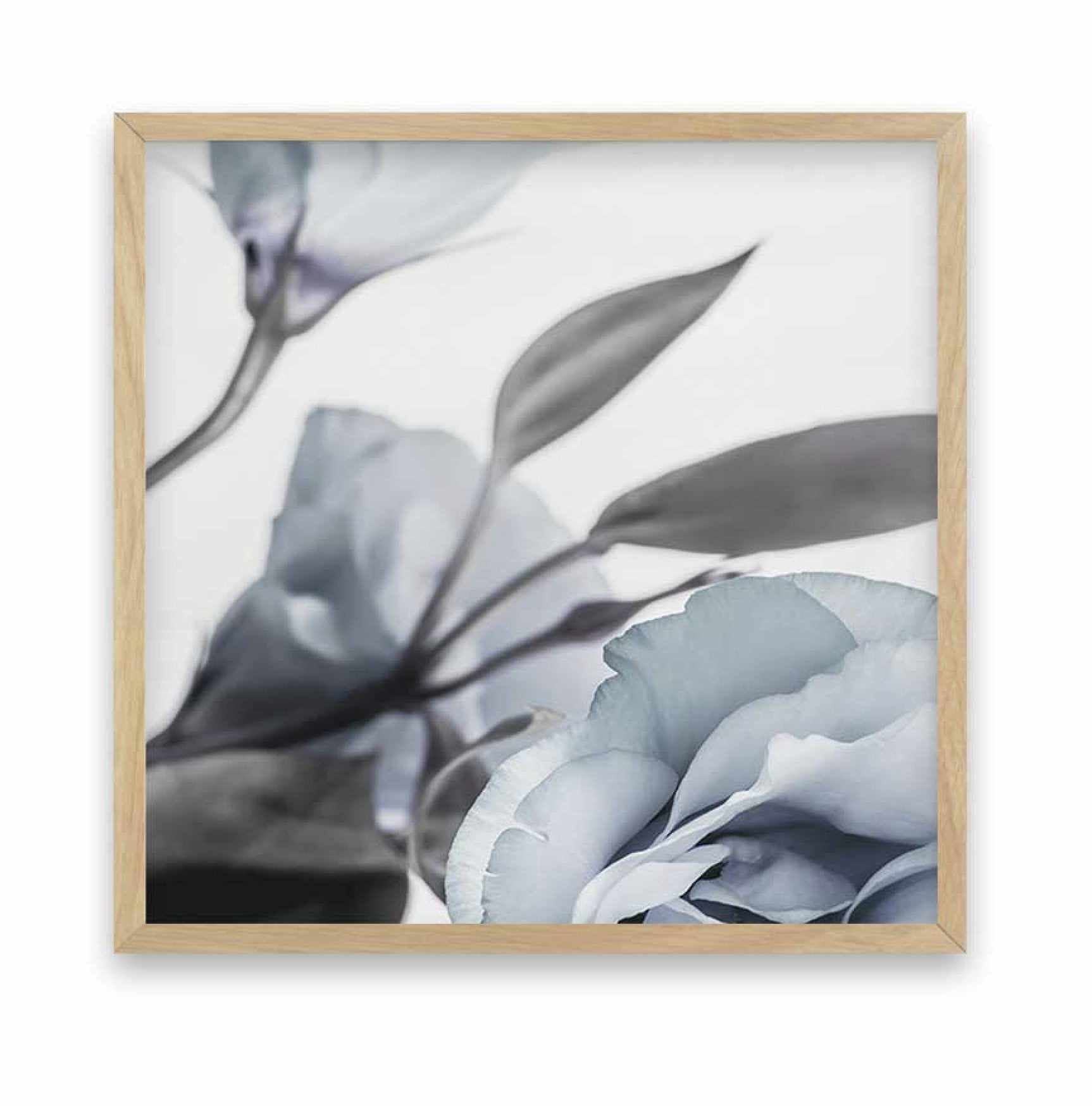 Blue Lisianthus I | SQ Art Print-PRINT-Olive et Oriel-Olive et Oriel-70x70 cm | 27.5" x 27.5"-Oak-With White Border-Buy-Australian-Art-Prints-Online-with-Olive-et-Oriel-Your-Artwork-Specialists-Austrailia-Decorate-With-Coastal-Photo-Wall-Art-Prints-From-Our-Beach-House-Artwork-Collection-Fine-Poster-and-Framed-Artwork