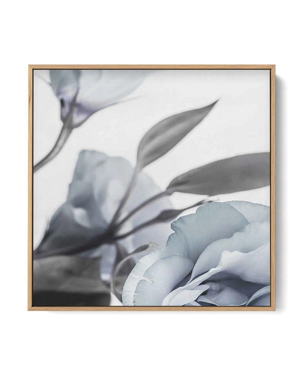 Blue Lisianthus I SQ | Framed Canvas-CANVAS-You can shop wall art online with Olive et Oriel for everything from abstract art to fun kids wall art. Our beautiful modern art prints and canvas art are available from large canvas prints to wall art paintings and our proudly Australian artwork collection offers only the highest quality framed large wall art and canvas art Australia - You can buy fashion photography prints or Hampton print posters and paintings on canvas from Olive et Oriel and have 