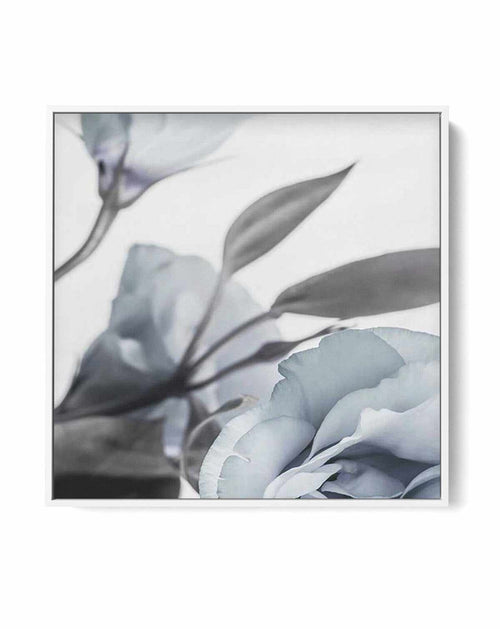 Blue Lisianthus I SQ | Framed Canvas-CANVAS-You can shop wall art online with Olive et Oriel for everything from abstract art to fun kids wall art. Our beautiful modern art prints and canvas art are available from large canvas prints to wall art paintings and our proudly Australian artwork collection offers only the highest quality framed large wall art and canvas art Australia - You can buy fashion photography prints or Hampton print posters and paintings on canvas from Olive et Oriel and have 