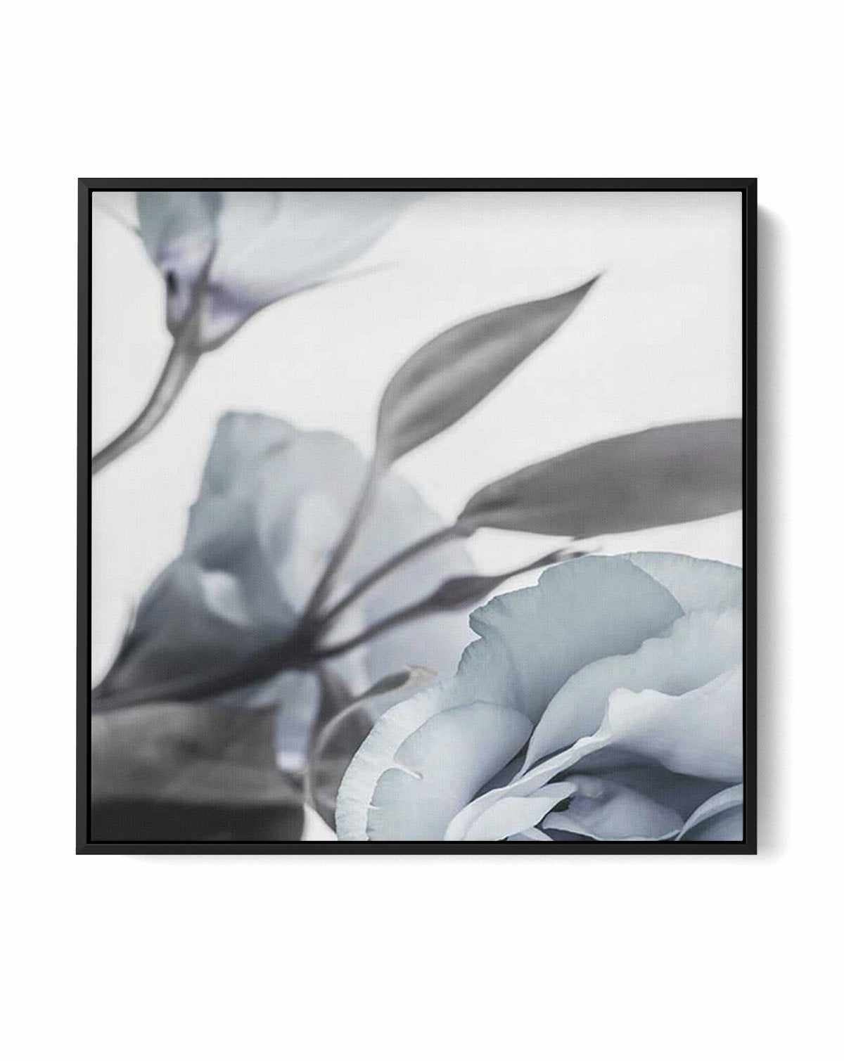 Blue Lisianthus I SQ | Framed Canvas-CANVAS-You can shop wall art online with Olive et Oriel for everything from abstract art to fun kids wall art. Our beautiful modern art prints and canvas art are available from large canvas prints to wall art paintings and our proudly Australian artwork collection offers only the highest quality framed large wall art and canvas art Australia - You can buy fashion photography prints or Hampton print posters and paintings on canvas from Olive et Oriel and have 