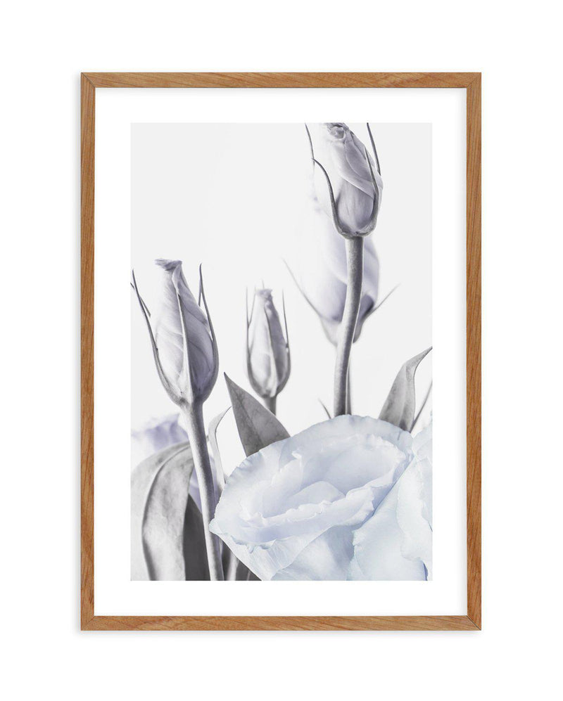 Blue Lisianthus II Art Print-PRINT-Olive et Oriel-Olive et Oriel-50x70 cm | 19.6" x 27.5"-Walnut-With White Border-Buy-Australian-Art-Prints-Online-with-Olive-et-Oriel-Your-Artwork-Specialists-Austrailia-Decorate-With-Coastal-Photo-Wall-Art-Prints-From-Our-Beach-House-Artwork-Collection-Fine-Poster-and-Framed-Artwork