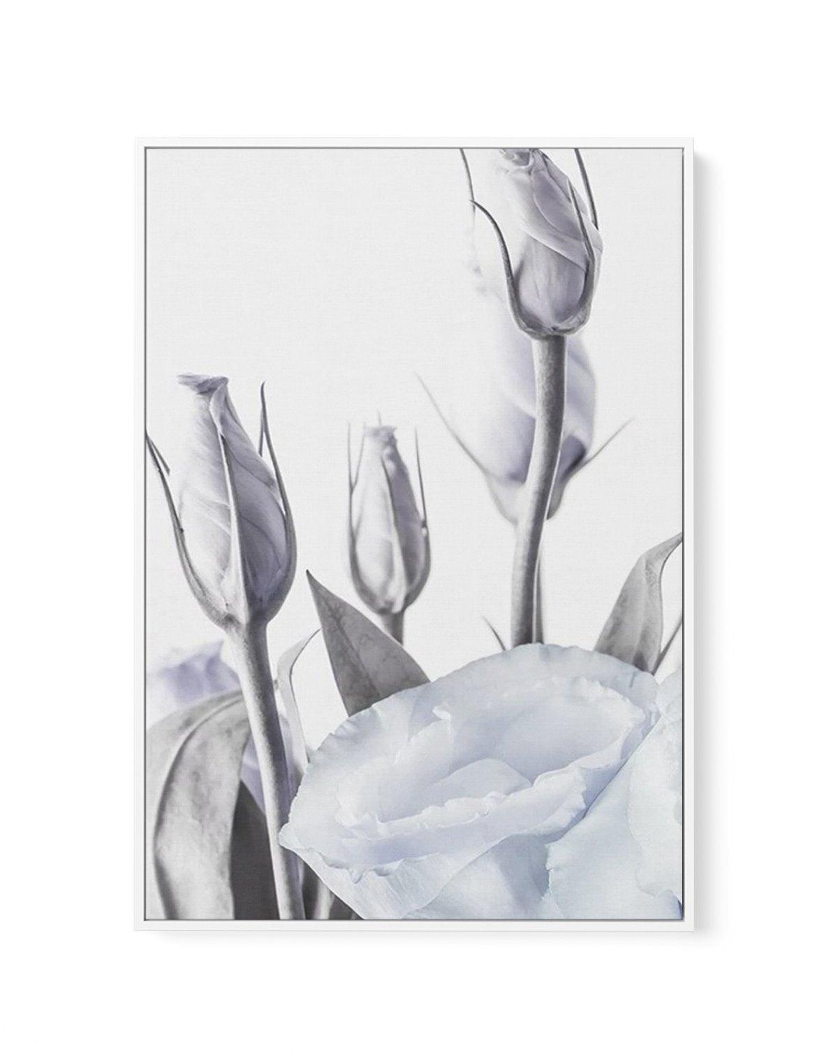 Blue Lisianthus II | Framed Canvas-CANVAS-You can shop wall art online with Olive et Oriel for everything from abstract art to fun kids wall art. Our beautiful modern art prints and canvas art are available from large canvas prints to wall art paintings and our proudly Australian artwork collection offers only the highest quality framed large wall art and canvas art Australia - You can buy fashion photography prints or Hampton print posters and paintings on canvas from Olive et Oriel and have th