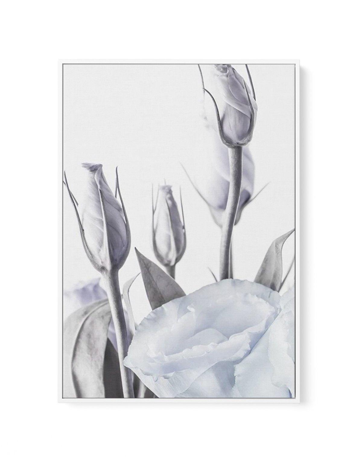 Blue Lisianthus II | Framed Canvas-CANVAS-You can shop wall art online with Olive et Oriel for everything from abstract art to fun kids wall art. Our beautiful modern art prints and canvas art are available from large canvas prints to wall art paintings and our proudly Australian artwork collection offers only the highest quality framed large wall art and canvas art Australia - You can buy fashion photography prints or Hampton print posters and paintings on canvas from Olive et Oriel and have th