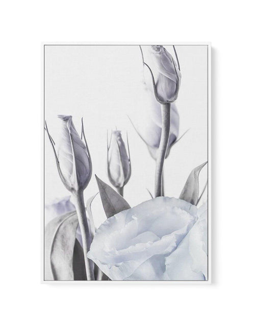 Blue Lisianthus II | Framed Canvas-CANVAS-You can shop wall art online with Olive et Oriel for everything from abstract art to fun kids wall art. Our beautiful modern art prints and canvas art are available from large canvas prints to wall art paintings and our proudly Australian artwork collection offers only the highest quality framed large wall art and canvas art Australia - You can buy fashion photography prints or Hampton print posters and paintings on canvas from Olive et Oriel and have th