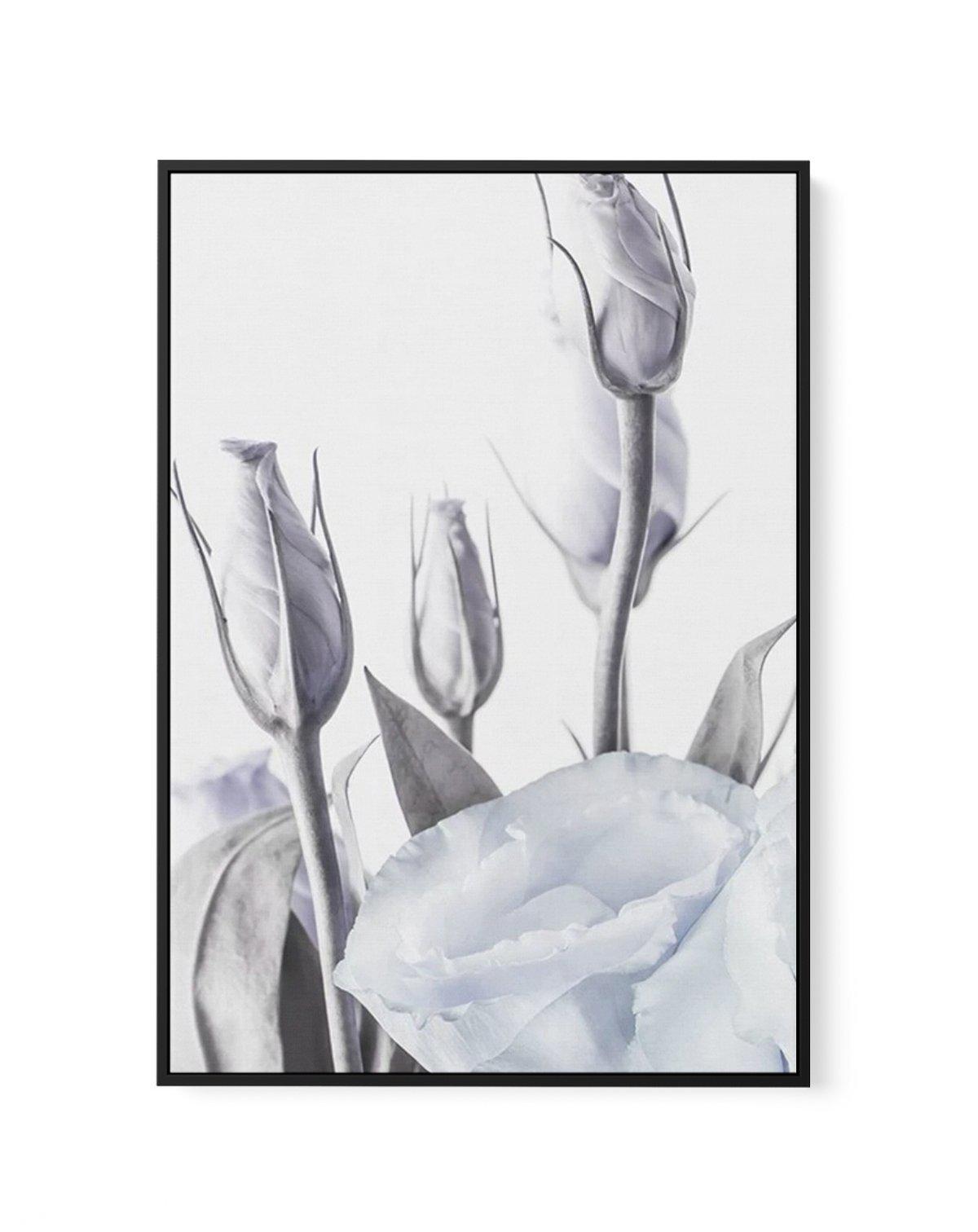 Blue Lisianthus II | Framed Canvas-CANVAS-You can shop wall art online with Olive et Oriel for everything from abstract art to fun kids wall art. Our beautiful modern art prints and canvas art are available from large canvas prints to wall art paintings and our proudly Australian artwork collection offers only the highest quality framed large wall art and canvas art Australia - You can buy fashion photography prints or Hampton print posters and paintings on canvas from Olive et Oriel and have th