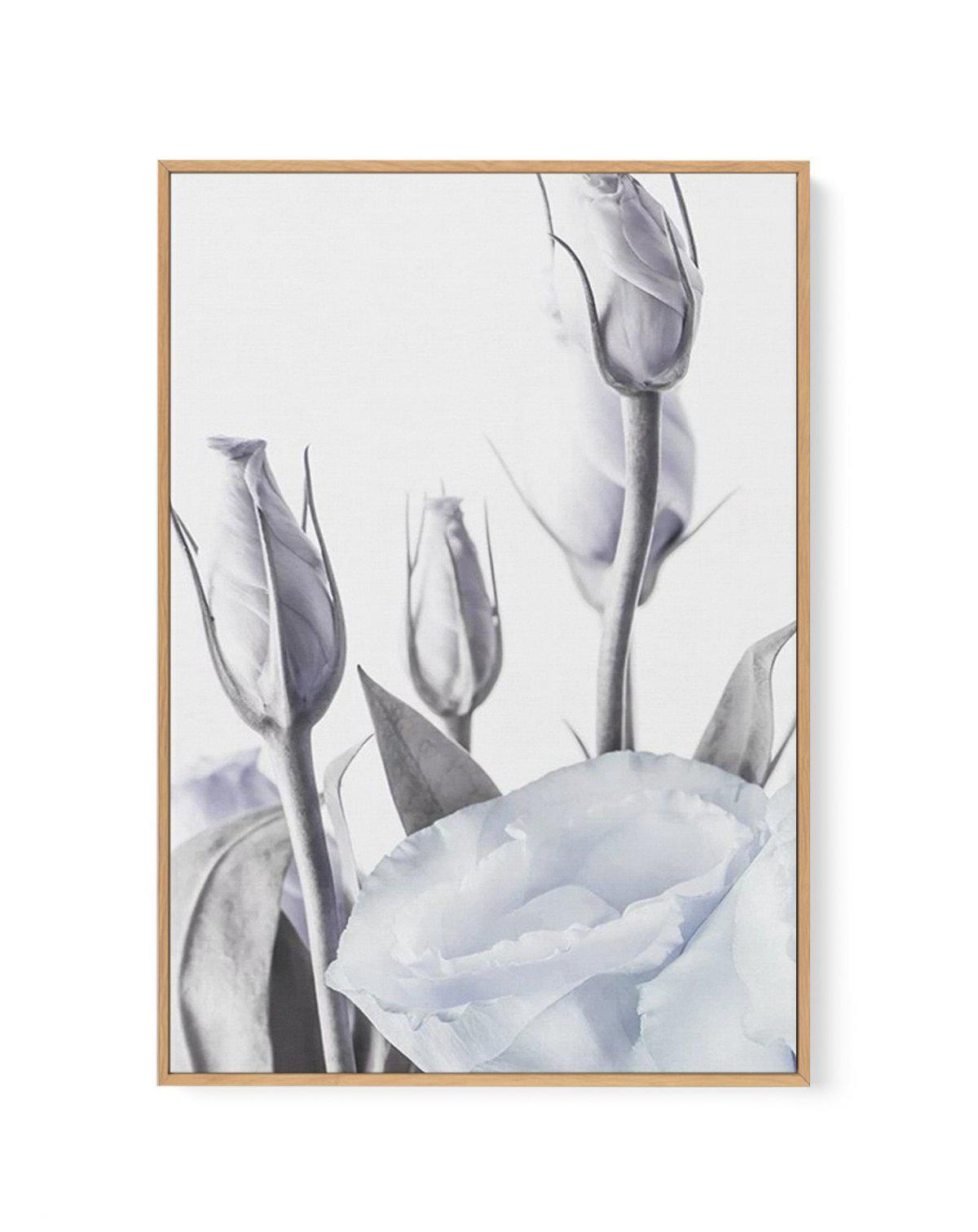 Blue Lisianthus II | Framed Canvas-CANVAS-You can shop wall art online with Olive et Oriel for everything from abstract art to fun kids wall art. Our beautiful modern art prints and canvas art are available from large canvas prints to wall art paintings and our proudly Australian artwork collection offers only the highest quality framed large wall art and canvas art Australia - You can buy fashion photography prints or Hampton print posters and paintings on canvas from Olive et Oriel and have th