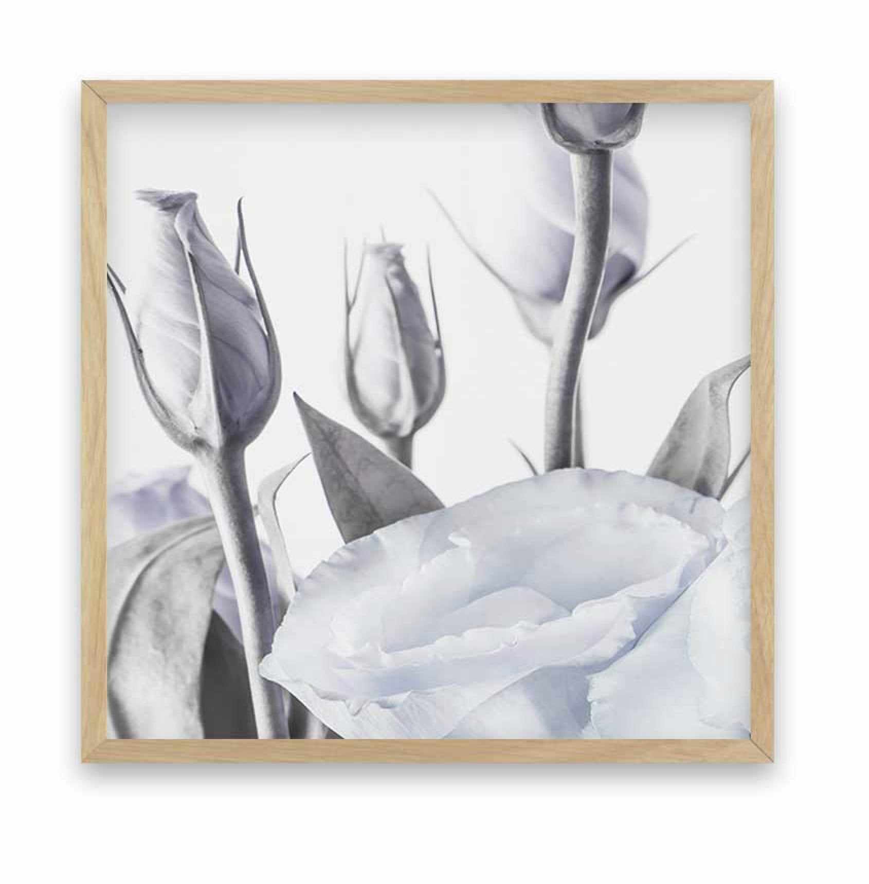 Blue Lisianthus II | SQ Art Print-PRINT-Olive et Oriel-Olive et Oriel-70x70 cm | 27.5" x 27.5"-Oak-With White Border-Buy-Australian-Art-Prints-Online-with-Olive-et-Oriel-Your-Artwork-Specialists-Austrailia-Decorate-With-Coastal-Photo-Wall-Art-Prints-From-Our-Beach-House-Artwork-Collection-Fine-Poster-and-Framed-Artwork