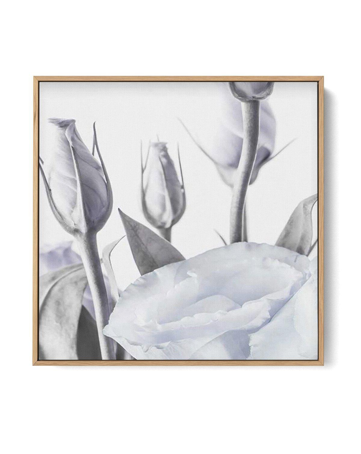 Blue Lisianthus II SQ | Framed Canvas-CANVAS-You can shop wall art online with Olive et Oriel for everything from abstract art to fun kids wall art. Our beautiful modern art prints and canvas art are available from large canvas prints to wall art paintings and our proudly Australian artwork collection offers only the highest quality framed large wall art and canvas art Australia - You can buy fashion photography prints or Hampton print posters and paintings on canvas from Olive et Oriel and have