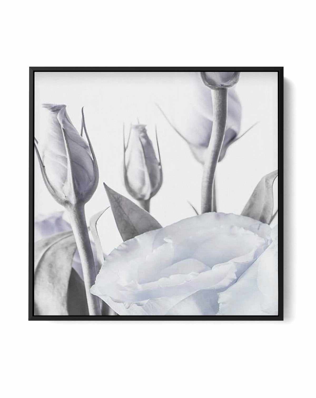 Blue Lisianthus II SQ | Framed Canvas-CANVAS-You can shop wall art online with Olive et Oriel for everything from abstract art to fun kids wall art. Our beautiful modern art prints and canvas art are available from large canvas prints to wall art paintings and our proudly Australian artwork collection offers only the highest quality framed large wall art and canvas art Australia - You can buy fashion photography prints or Hampton print posters and paintings on canvas from Olive et Oriel and have