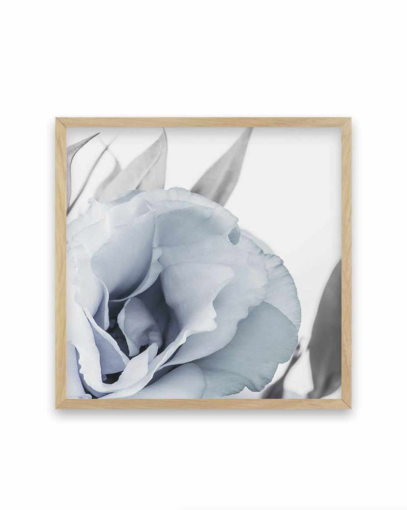 Blue Lisianthus III | SQ Art Print-PRINT-Olive et Oriel-Olive et Oriel-70x70 cm | 27.5" x 27.5"-Oak-With White Border-Buy-Australian-Art-Prints-Online-with-Olive-et-Oriel-Your-Artwork-Specialists-Austrailia-Decorate-With-Coastal-Photo-Wall-Art-Prints-From-Our-Beach-House-Artwork-Collection-Fine-Poster-and-Framed-Artwork