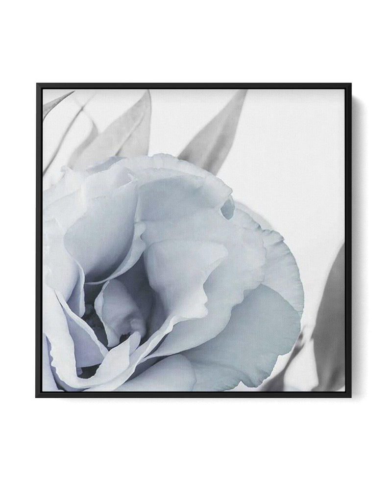 Blue Lisianthus III SQ | Framed Canvas-CANVAS-You can shop wall art online with Olive et Oriel for everything from abstract art to fun kids wall art. Our beautiful modern art prints and canvas art are available from large canvas prints to wall art paintings and our proudly Australian artwork collection offers only the highest quality framed large wall art and canvas art Australia - You can buy fashion photography prints or Hampton print posters and paintings on canvas from Olive et Oriel and hav
