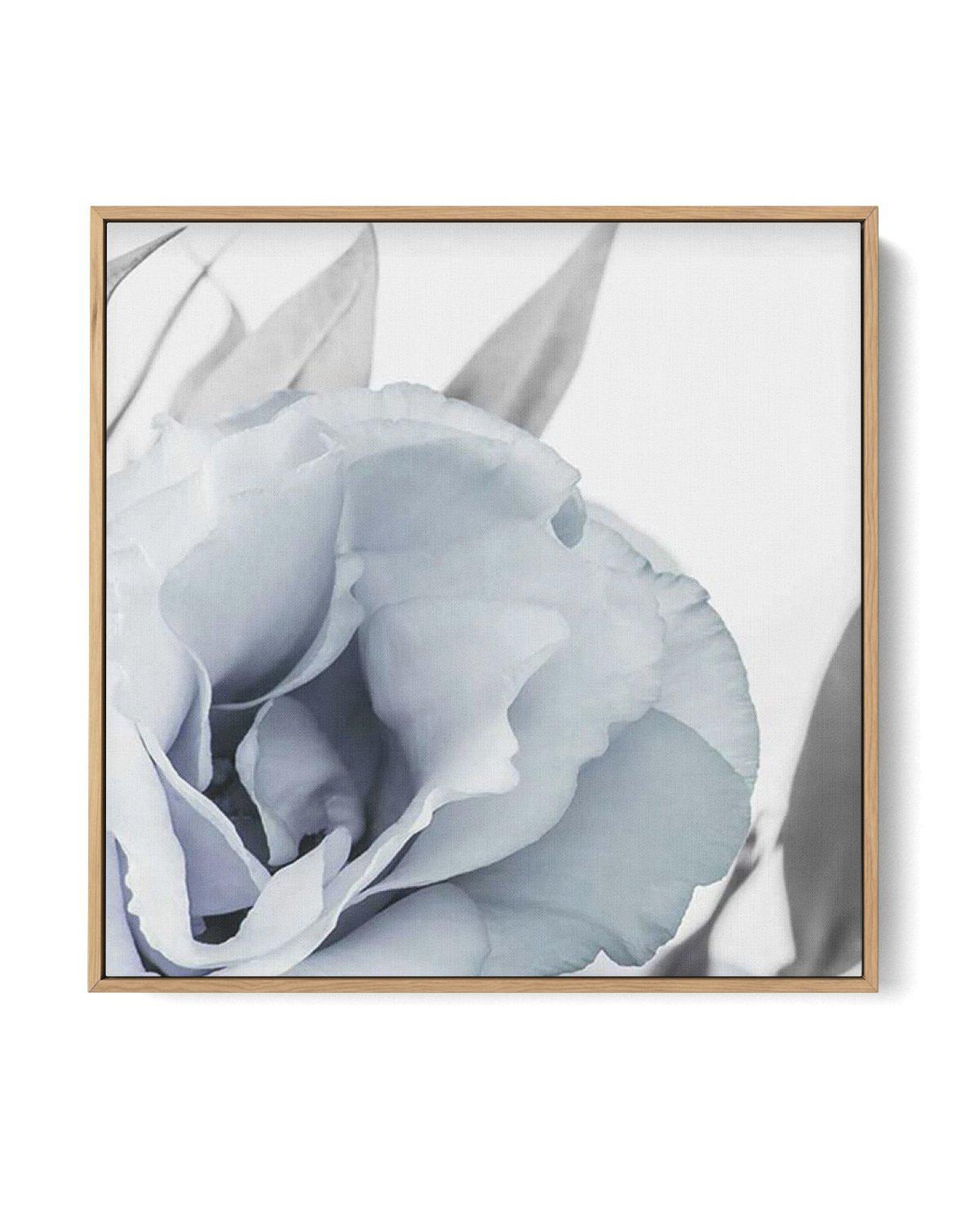 Blue Lisianthus III SQ | Framed Canvas-CANVAS-You can shop wall art online with Olive et Oriel for everything from abstract art to fun kids wall art. Our beautiful modern art prints and canvas art are available from large canvas prints to wall art paintings and our proudly Australian artwork collection offers only the highest quality framed large wall art and canvas art Australia - You can buy fashion photography prints or Hampton print posters and paintings on canvas from Olive et Oriel and hav