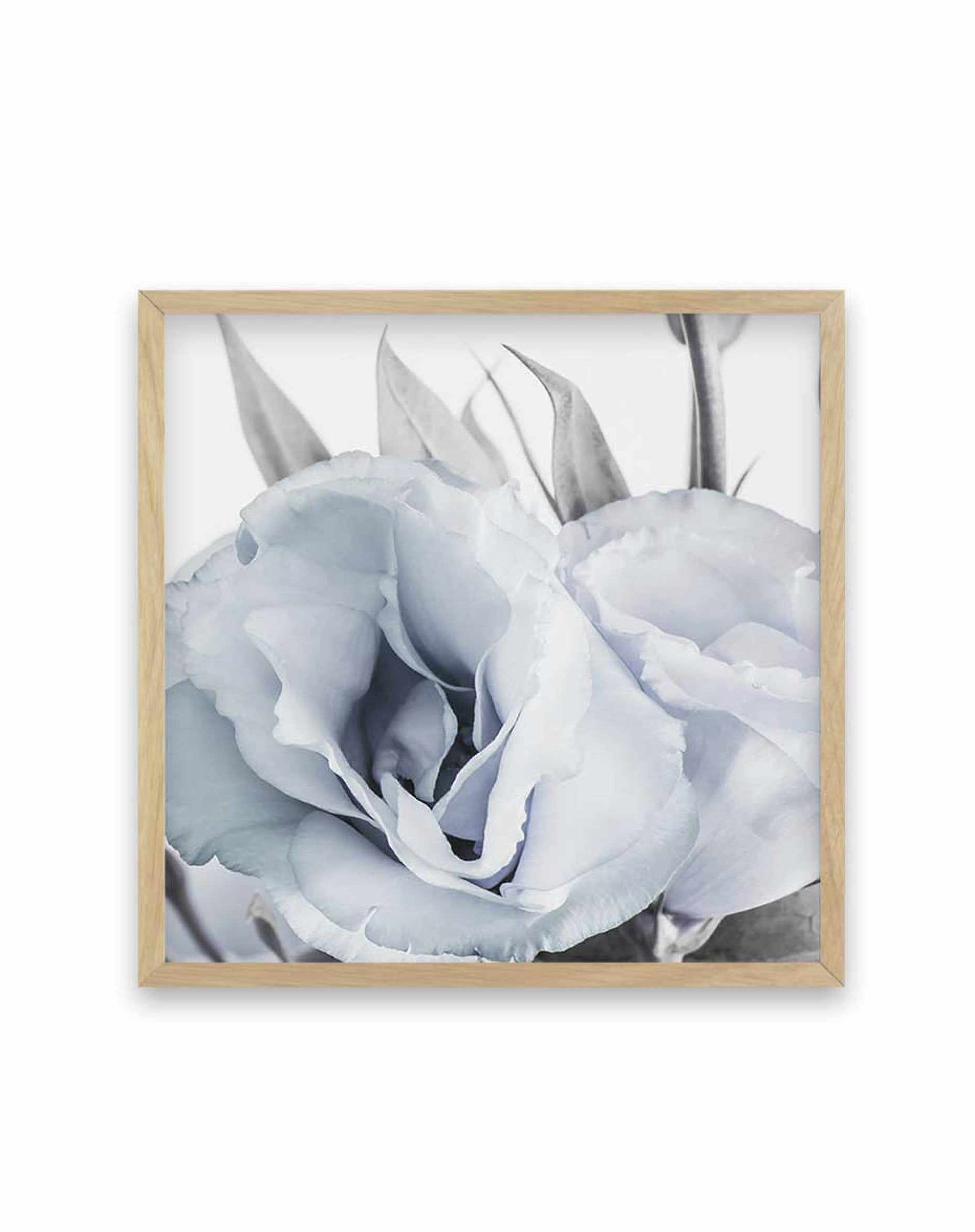 Blue Lisianthus IV | SQ Art Print-PRINT-Olive et Oriel-Olive et Oriel-70x70 cm | 27.5" x 27.5"-Oak-With White Border-Buy-Australian-Art-Prints-Online-with-Olive-et-Oriel-Your-Artwork-Specialists-Austrailia-Decorate-With-Coastal-Photo-Wall-Art-Prints-From-Our-Beach-House-Artwork-Collection-Fine-Poster-and-Framed-Artwork