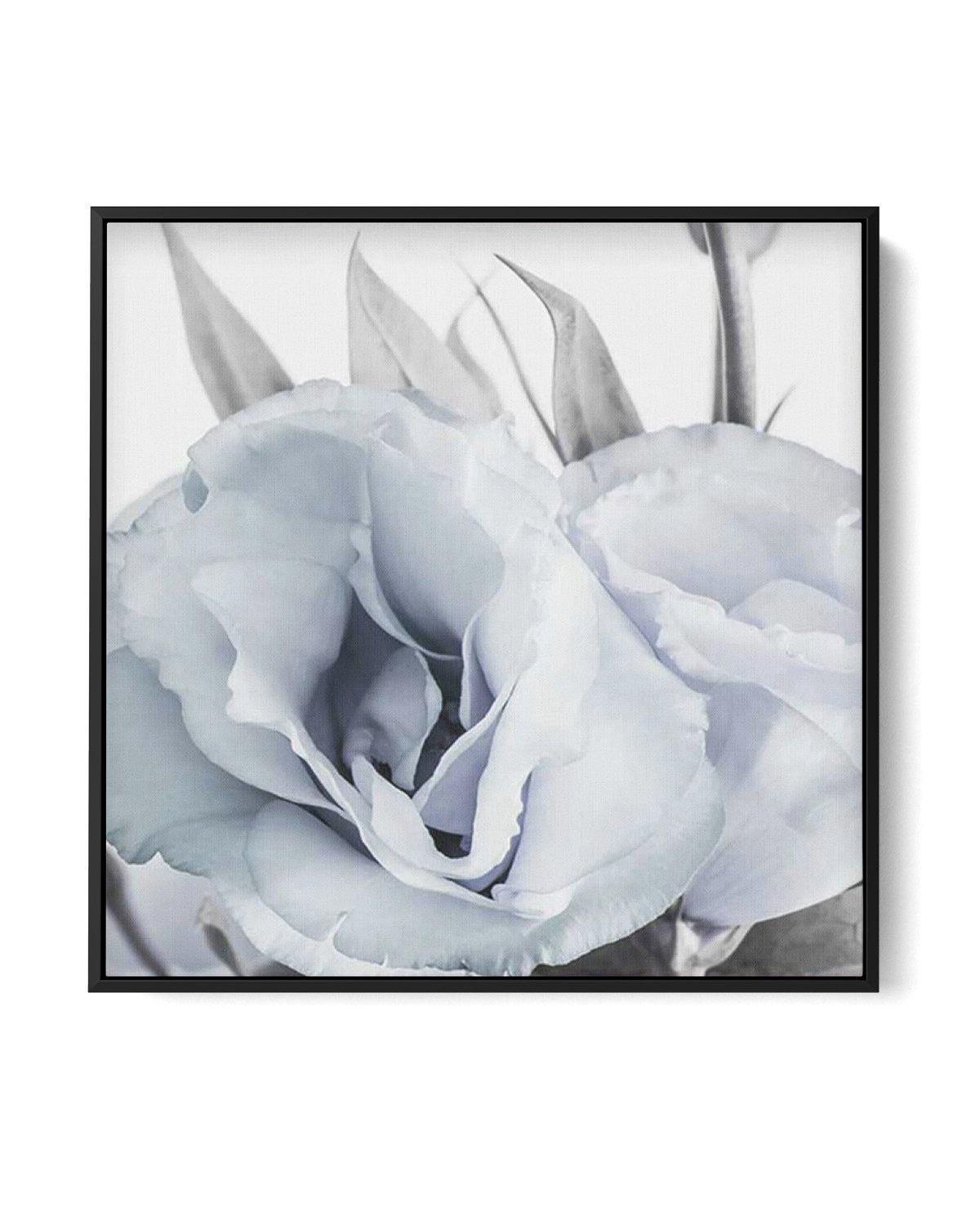 Blue Lisianthus IV SQ | Framed Canvas-CANVAS-You can shop wall art online with Olive et Oriel for everything from abstract art to fun kids wall art. Our beautiful modern art prints and canvas art are available from large canvas prints to wall art paintings and our proudly Australian artwork collection offers only the highest quality framed large wall art and canvas art Australia - You can buy fashion photography prints or Hampton print posters and paintings on canvas from Olive et Oriel and have