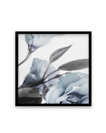 Blue Lisianthus I | SQ Art Print-PRINT-Olive et Oriel-Olive et Oriel-70x70 cm | 27.5" x 27.5"-Black-With White Border-Buy-Australian-Art-Prints-Online-with-Olive-et-Oriel-Your-Artwork-Specialists-Austrailia-Decorate-With-Coastal-Photo-Wall-Art-Prints-From-Our-Beach-House-Artwork-Collection-Fine-Poster-and-Framed-Artwork