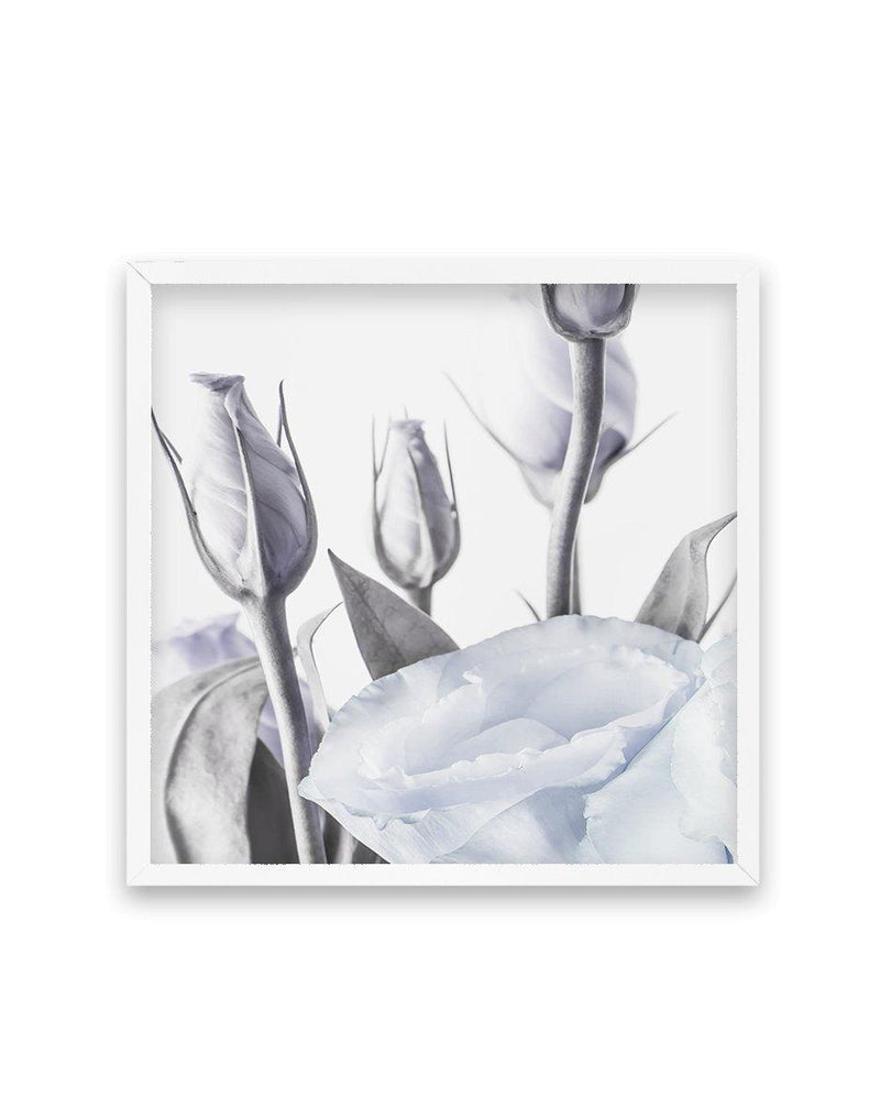 Blue Lisianthus II | SQ Art Print-PRINT-Olive et Oriel-Olive et Oriel-70x70 cm | 27.5" x 27.5"-White-With White Border-Buy-Australian-Art-Prints-Online-with-Olive-et-Oriel-Your-Artwork-Specialists-Austrailia-Decorate-With-Coastal-Photo-Wall-Art-Prints-From-Our-Beach-House-Artwork-Collection-Fine-Poster-and-Framed-Artwork