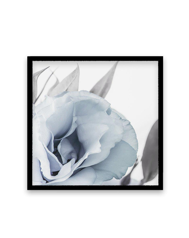 Blue Lisianthus III | SQ Art Print-PRINT-Olive et Oriel-Olive et Oriel-70x70 cm | 27.5" x 27.5"-Black-With White Border-Buy-Australian-Art-Prints-Online-with-Olive-et-Oriel-Your-Artwork-Specialists-Austrailia-Decorate-With-Coastal-Photo-Wall-Art-Prints-From-Our-Beach-House-Artwork-Collection-Fine-Poster-and-Framed-Artwork