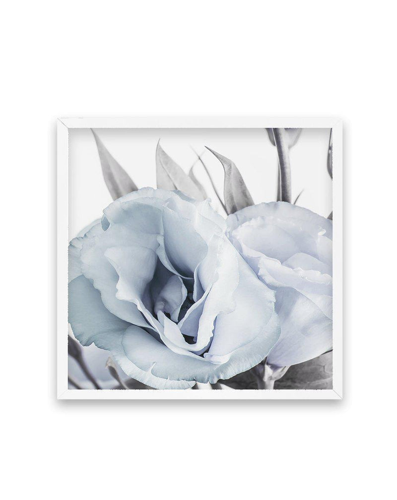Blue Lisianthus IV | SQ Art Print-PRINT-Olive et Oriel-Olive et Oriel-70x70 cm | 27.5" x 27.5"-White-With White Border-Buy-Australian-Art-Prints-Online-with-Olive-et-Oriel-Your-Artwork-Specialists-Austrailia-Decorate-With-Coastal-Photo-Wall-Art-Prints-From-Our-Beach-House-Artwork-Collection-Fine-Poster-and-Framed-Artwork