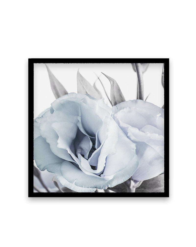 Blue Lisianthus IV | SQ Art Print-PRINT-Olive et Oriel-Olive et Oriel-70x70 cm | 27.5" x 27.5"-Black-With White Border-Buy-Australian-Art-Prints-Online-with-Olive-et-Oriel-Your-Artwork-Specialists-Austrailia-Decorate-With-Coastal-Photo-Wall-Art-Prints-From-Our-Beach-House-Artwork-Collection-Fine-Poster-and-Framed-Artwork