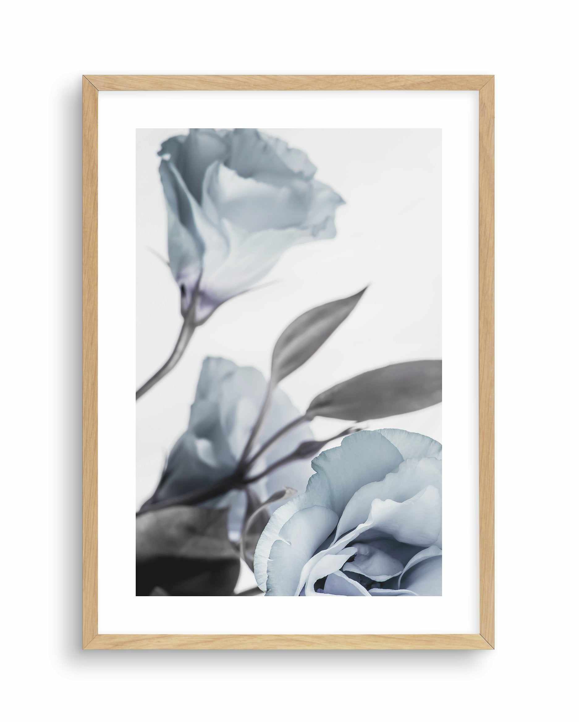 Blue Lisianthus I Art Print-PRINT-Olive et Oriel-Olive et Oriel-A5 | 5.8" x 8.3" | 14.8 x 21cm-Oak-With White Border-Buy-Australian-Art-Prints-Online-with-Olive-et-Oriel-Your-Artwork-Specialists-Austrailia-Decorate-With-Coastal-Photo-Wall-Art-Prints-From-Our-Beach-House-Artwork-Collection-Fine-Poster-and-Framed-Artwork