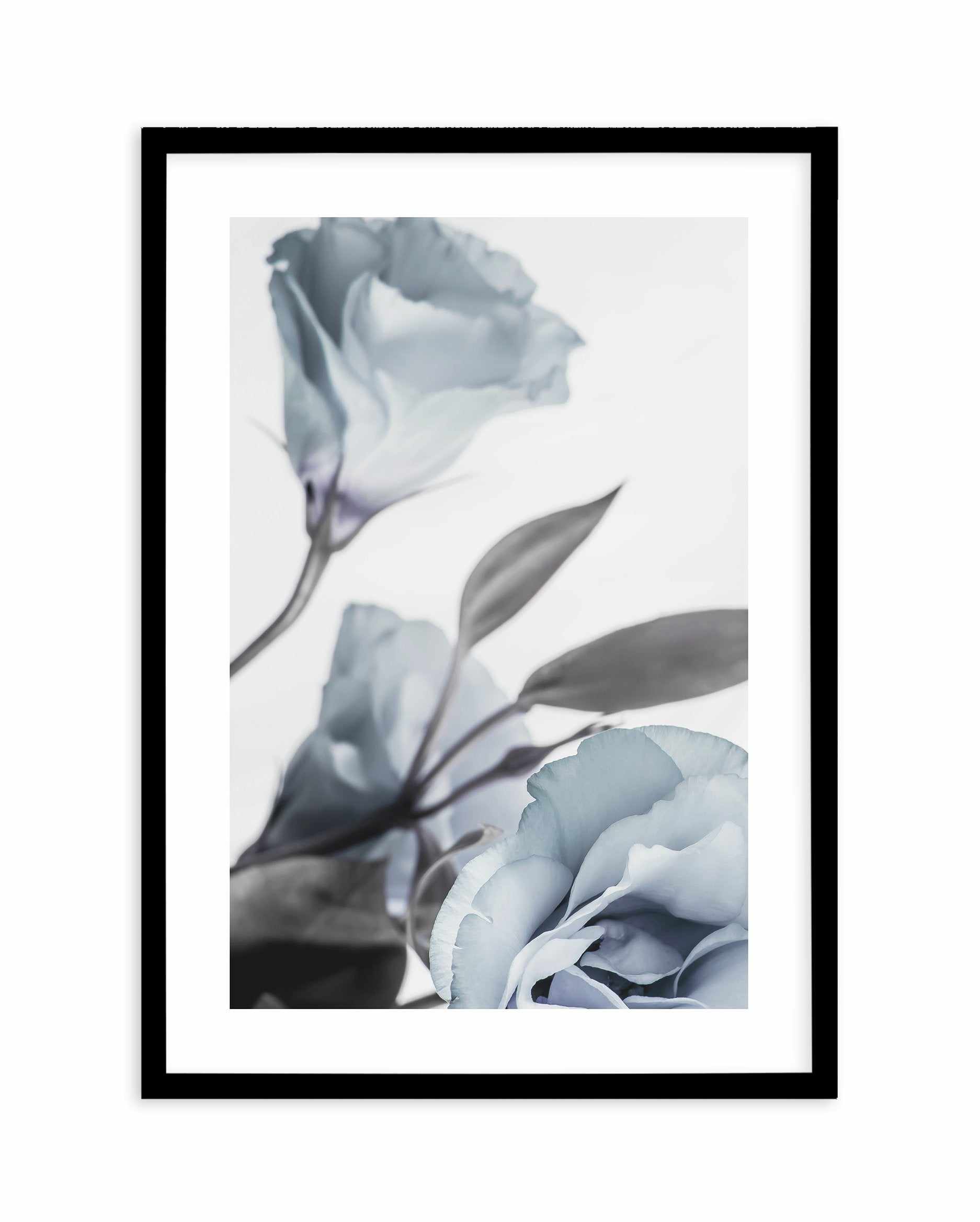 Blue Lisianthus I Art Print-PRINT-Olive et Oriel-Olive et Oriel-A5 | 5.8" x 8.3" | 14.8 x 21cm-Black-With White Border-Buy-Australian-Art-Prints-Online-with-Olive-et-Oriel-Your-Artwork-Specialists-Austrailia-Decorate-With-Coastal-Photo-Wall-Art-Prints-From-Our-Beach-House-Artwork-Collection-Fine-Poster-and-Framed-Artwork