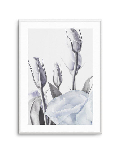 Blue Lisianthus II Art Print-PRINT-Olive et Oriel-Olive et Oriel-A5 | 5.8" x 8.3" | 14.8 x 21cm-Unframed Art Print-With White Border-Buy-Australian-Art-Prints-Online-with-Olive-et-Oriel-Your-Artwork-Specialists-Austrailia-Decorate-With-Coastal-Photo-Wall-Art-Prints-From-Our-Beach-House-Artwork-Collection-Fine-Poster-and-Framed-Artwork