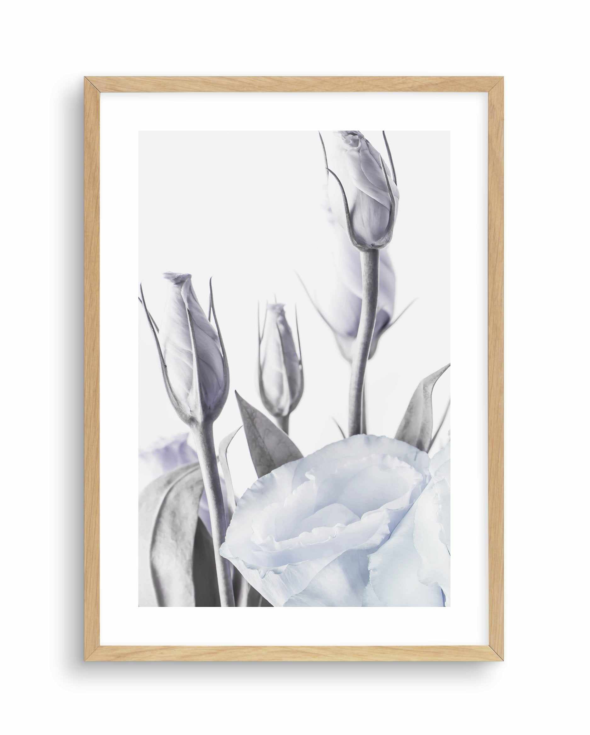 Blue Lisianthus II Art Print-PRINT-Olive et Oriel-Olive et Oriel-A5 | 5.8" x 8.3" | 14.8 x 21cm-Oak-With White Border-Buy-Australian-Art-Prints-Online-with-Olive-et-Oriel-Your-Artwork-Specialists-Austrailia-Decorate-With-Coastal-Photo-Wall-Art-Prints-From-Our-Beach-House-Artwork-Collection-Fine-Poster-and-Framed-Artwork