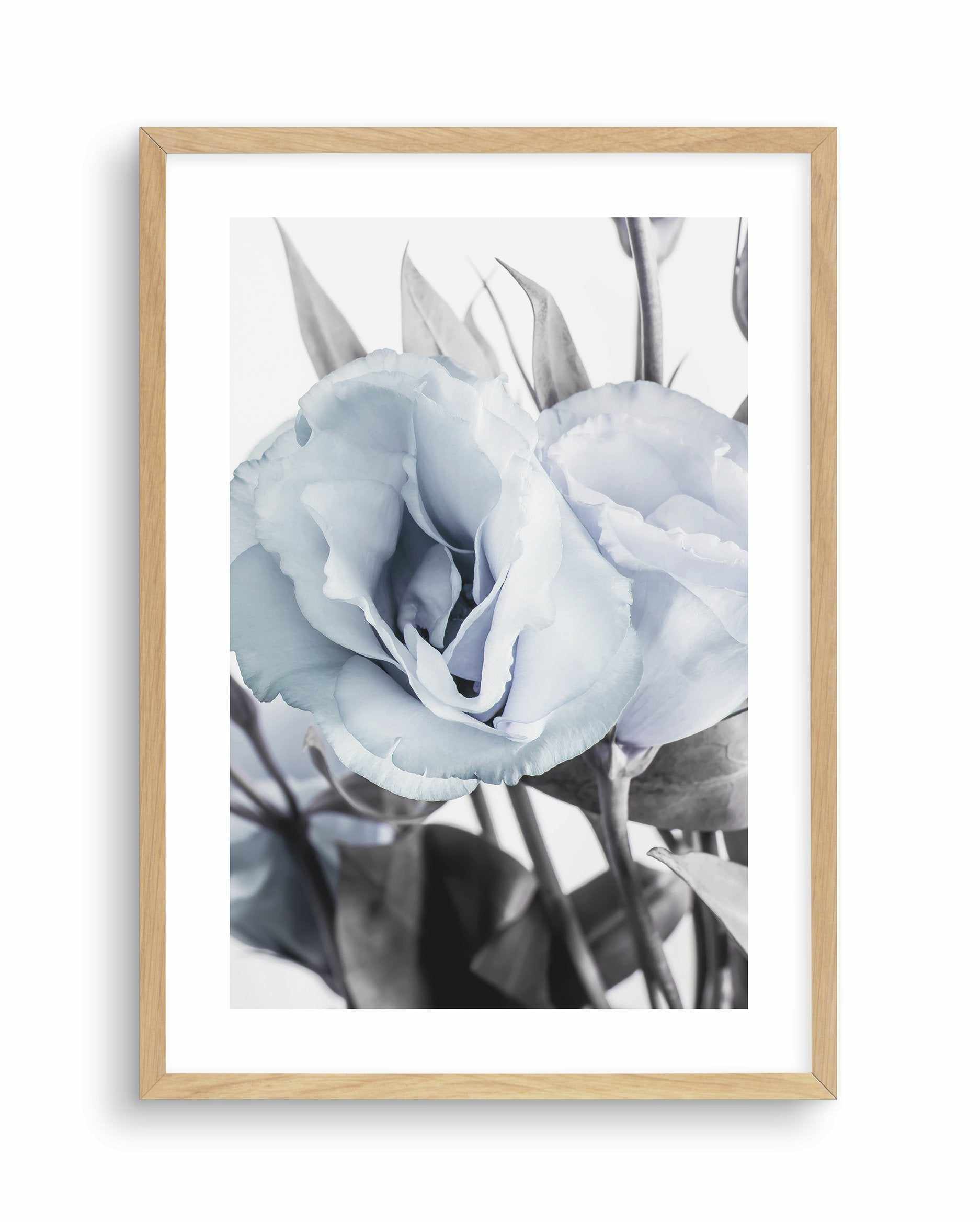 Blue Lisianthus IV Art Print-PRINT-Olive et Oriel-Olive et Oriel-A5 | 5.8" x 8.3" | 14.8 x 21cm-Oak-With White Border-Buy-Australian-Art-Prints-Online-with-Olive-et-Oriel-Your-Artwork-Specialists-Austrailia-Decorate-With-Coastal-Photo-Wall-Art-Prints-From-Our-Beach-House-Artwork-Collection-Fine-Poster-and-Framed-Artwork