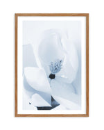 Blue Magnolia Art Print-PRINT-Olive et Oriel-Olive et Oriel-50x70 cm | 19.6" x 27.5"-Walnut-With White Border-Buy-Australian-Art-Prints-Online-with-Olive-et-Oriel-Your-Artwork-Specialists-Austrailia-Decorate-With-Coastal-Photo-Wall-Art-Prints-From-Our-Beach-House-Artwork-Collection-Fine-Poster-and-Framed-Artwork