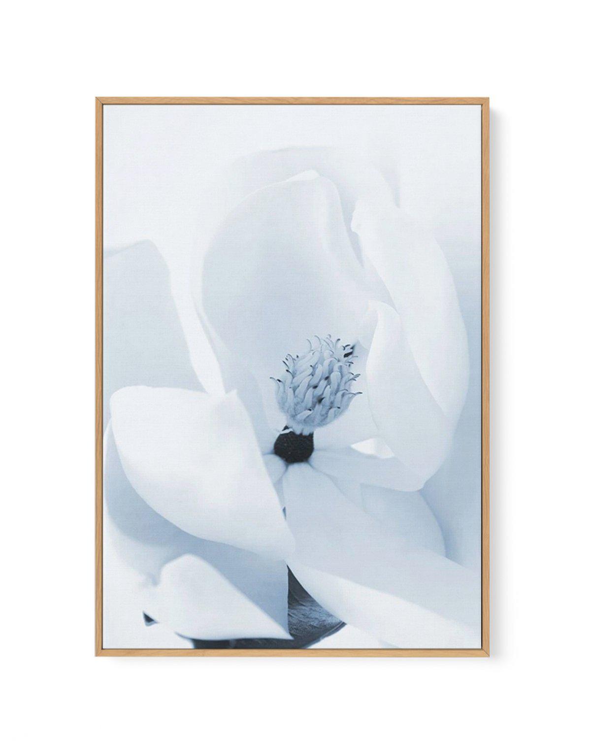 Blue Magnolia | Framed Canvas-CANVAS-You can shop wall art online with Olive et Oriel for everything from abstract art to fun kids wall art. Our beautiful modern art prints and canvas art are available from large canvas prints to wall art paintings and our proudly Australian artwork collection offers only the highest quality framed large wall art and canvas art Australia - You can buy fashion photography prints or Hampton print posters and paintings on canvas from Olive et Oriel and have them de