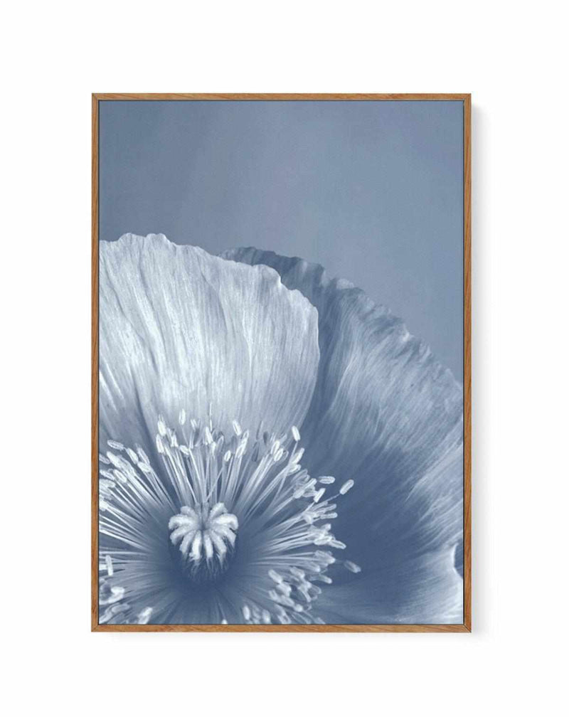 Blue Poppy II | Framed Canvas