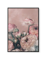 Blush Ranunculus | Framed Canvas-CANVAS-You can shop wall art online with Olive et Oriel for everything from abstract art to fun kids wall art. Our beautiful modern art prints and canvas art are available from large canvas prints to wall art paintings and our proudly Australian artwork collection offers only the highest quality framed large wall art and canvas art Australia - You can buy fashion photography prints or Hampton print posters and paintings on canvas from Olive et Oriel and have them